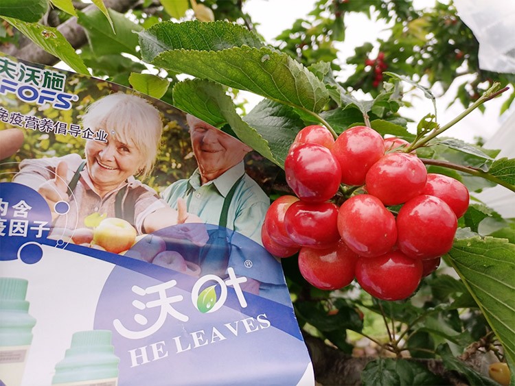 果樹(shù)葉面肥哪個(gè)品牌好？