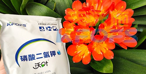 花卉用這款磷酸二氫鉀，效果不一般！