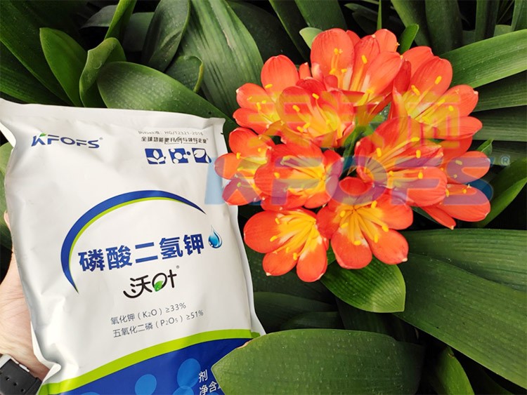 花卉用這款磷酸二氫鉀，效果不一般！