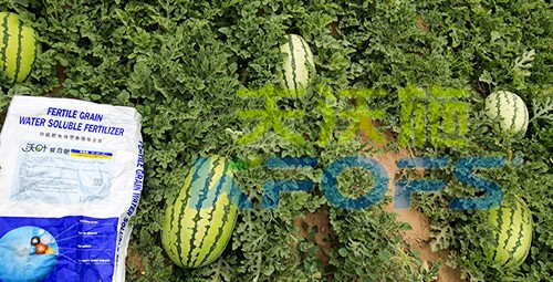 西瓜用什么進口水溶肥好？