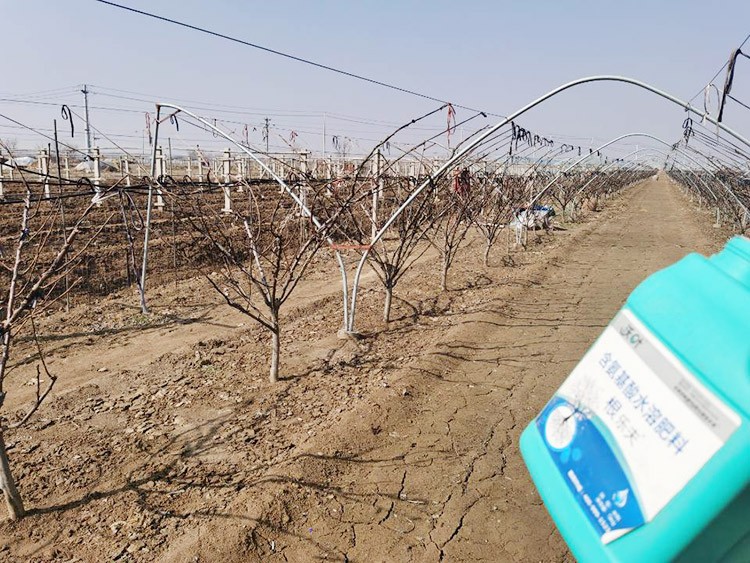 果樹水溶肥什么牌子好？