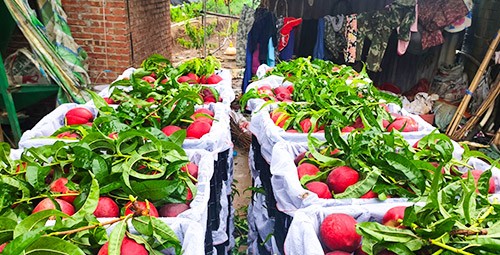 桃樹用什么肥料好？且看這篇！