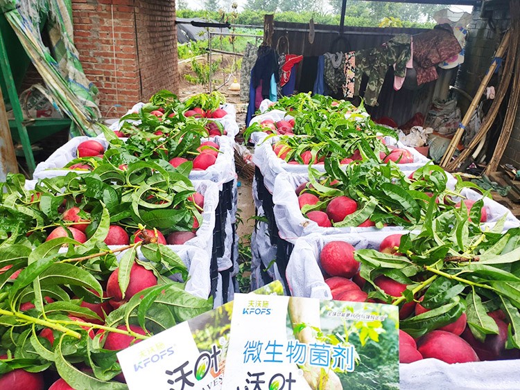 桃樹用什么肥料好？且看這篇！