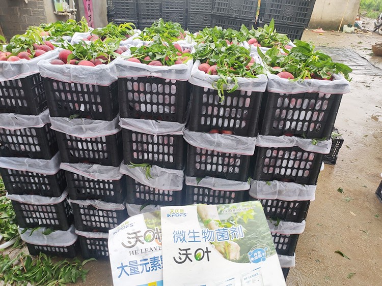 桃樹用什么肥料好？且看這篇！