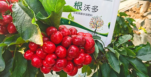 大櫻桃水溶肥廠家哪家好？這樣的才更可靠！