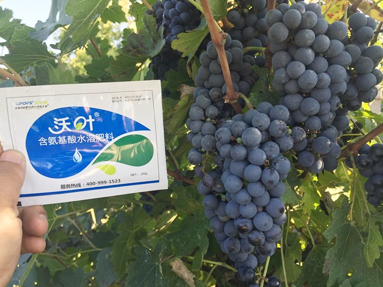 葡萄萌芽期管理技術(shù)在這里，值得收藏！