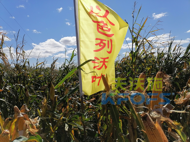 玉米打什么葉面肥增產(chǎn)？解你所惑！