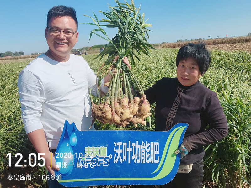 微生物菌劑為何要在大姜上全程使用？