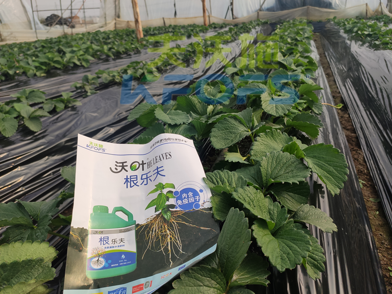 草莓結(jié)果的時(shí)候要施什么肥？別再用錯(cuò)了！