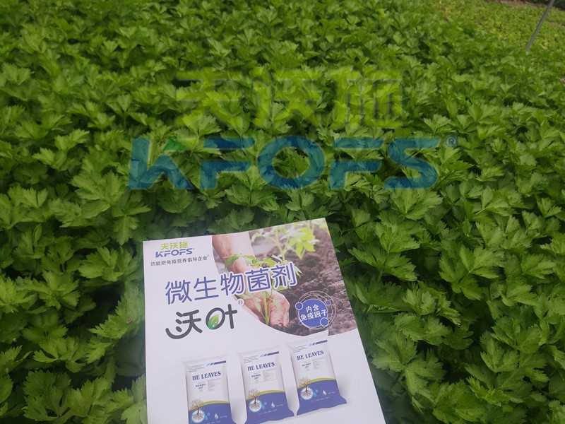 芹菜用什么肥料長的快？菜農(nóng)推薦這款！