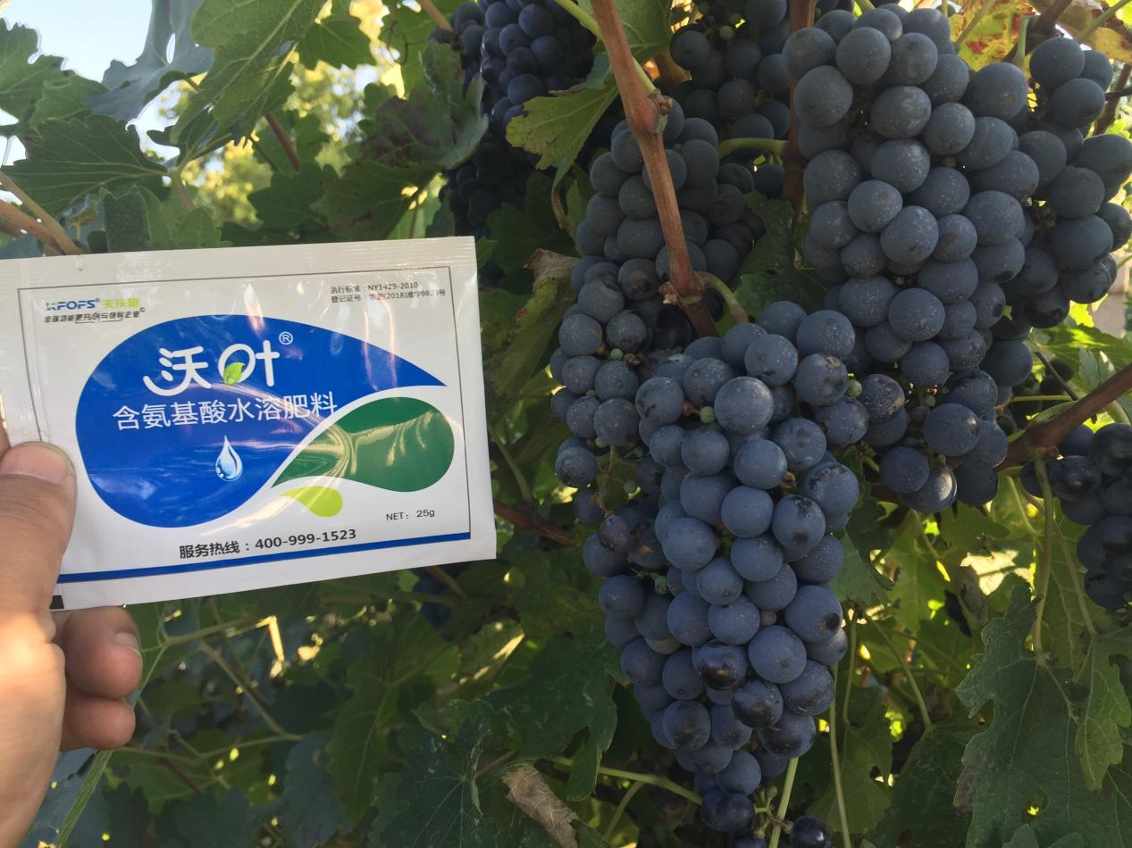 葡萄萌芽期管理技術(shù)在這里，值得收藏！