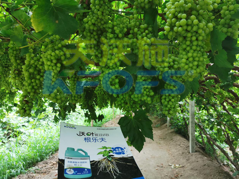 水溶肥如何搭配，促使葡萄萌芽健壯！