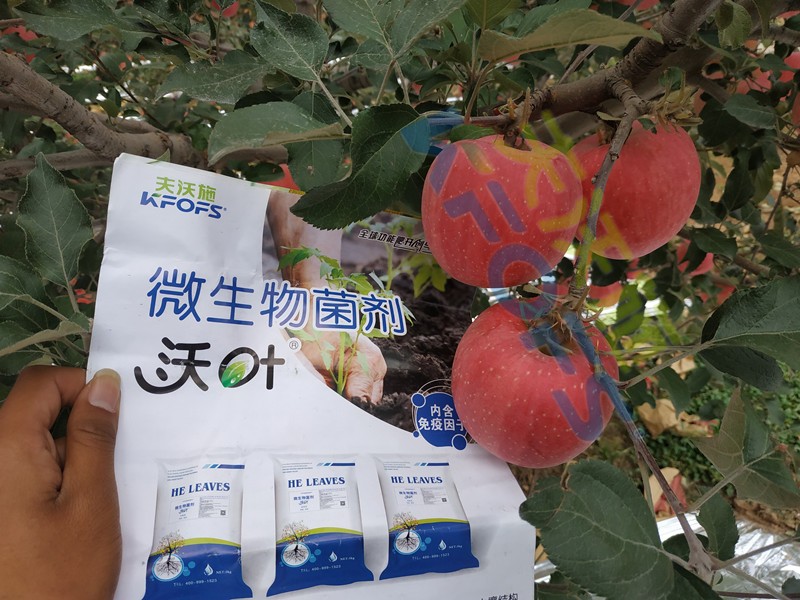 微生物菌劑，作物豐收的關(guān)鍵所在！