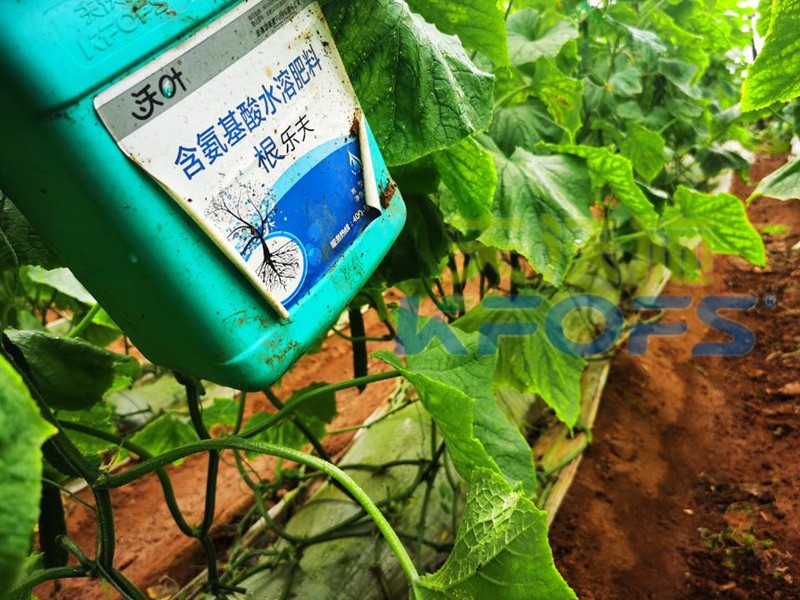 黃瓜用什么肥才能使產(chǎn)量高？