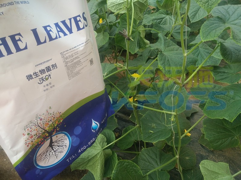 生根劑-黃瓜用沃葉根樂夫生根劑效果.jpg