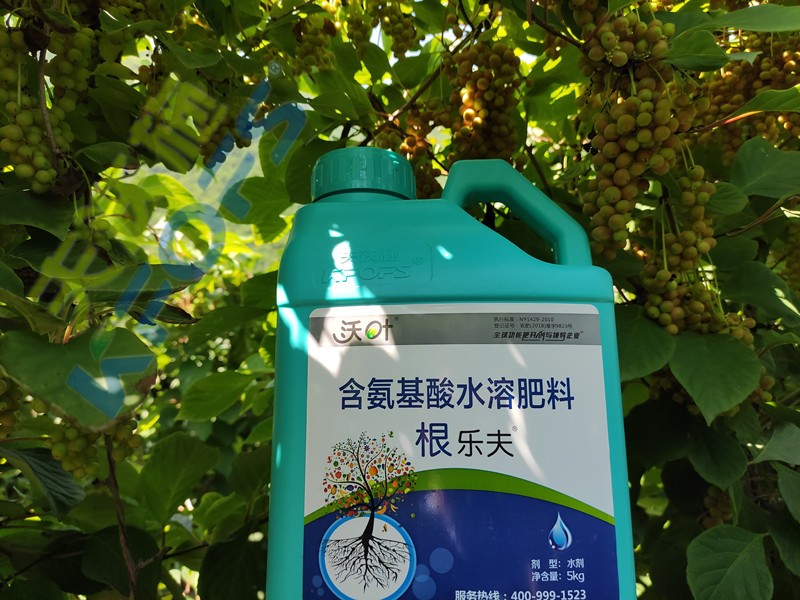 沃葉水溶肥效果怎么樣？一起來驗證！
