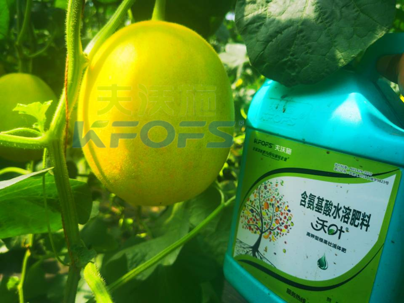 水溶肥-甜瓜用沃葉水溶肥效果.png