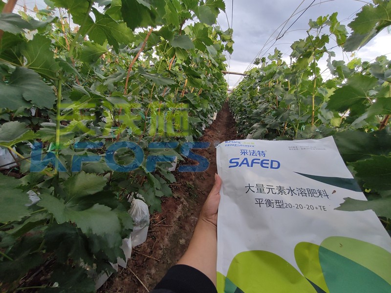 如何選擇靠譜的水溶肥廠家？很重要！