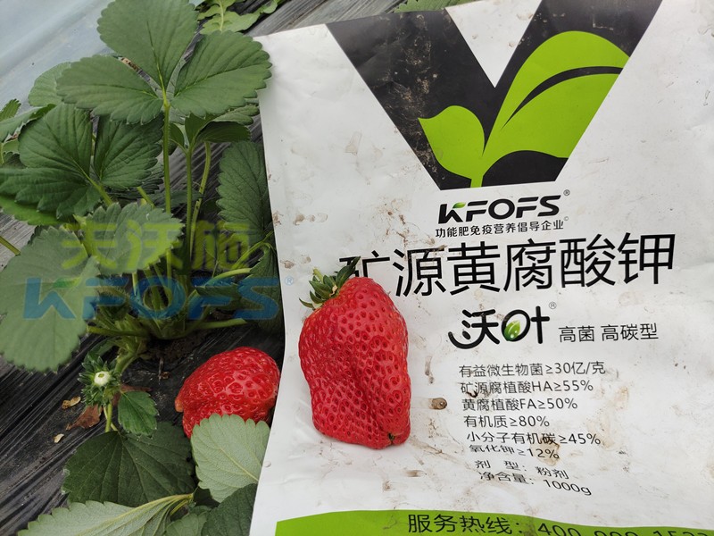 礦源黃腐酸鉀應(yīng)該怎么用？對于什么土地有效？