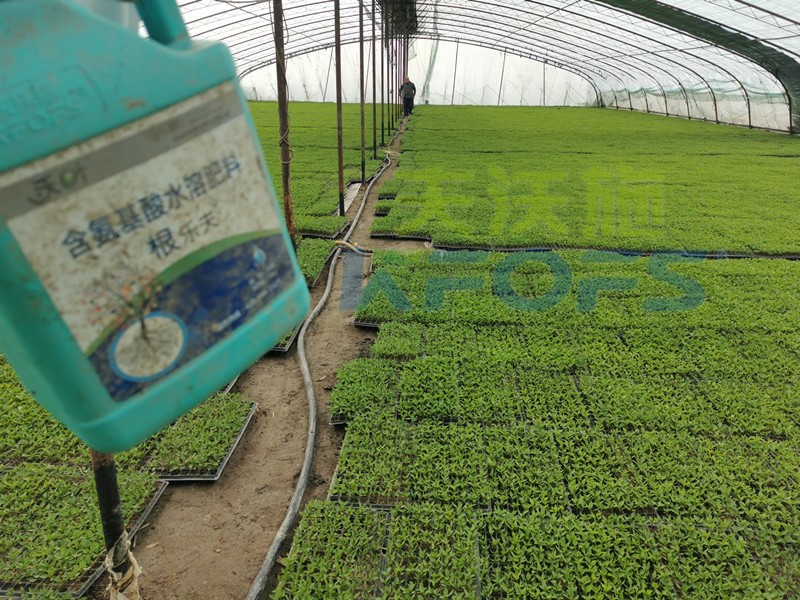 什么生根劑生根快？效果好？