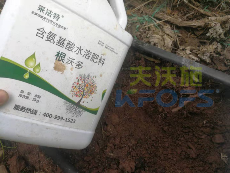 如何選擇一款好的生根劑？