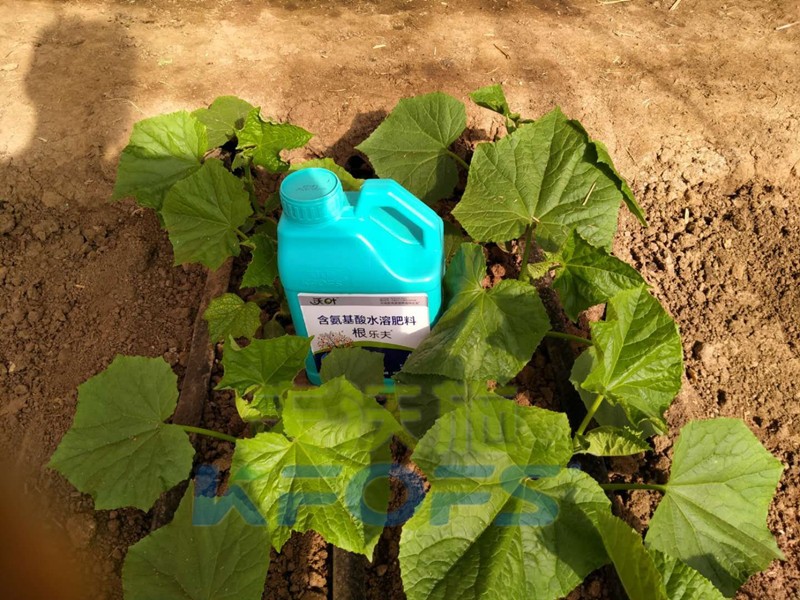 怎樣從生根劑的配方看出產(chǎn)品的好壞？