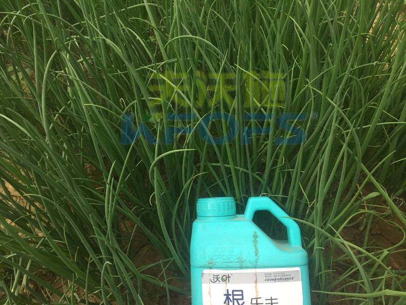 大蔥用什么水溶肥長得高？