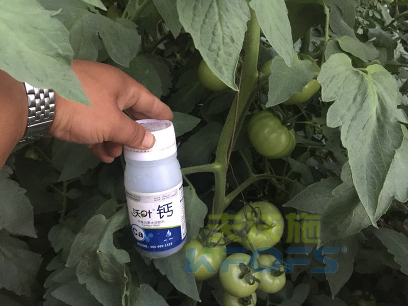 鈣肥-西紅柿用沃葉鈣肥效果.jpg