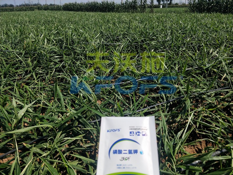 磷酸二氫鉀怎么選？老農(nóng)資人這樣告訴你！