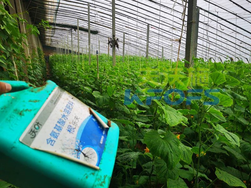 生根劑冬天移栽能用嗎？