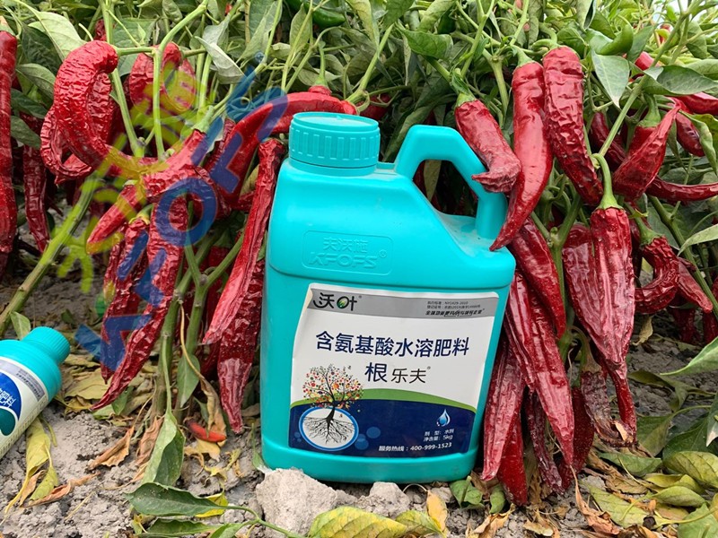 辣椒施肥選沃葉，增產(chǎn)提質(zhì)賣價(jià)高！