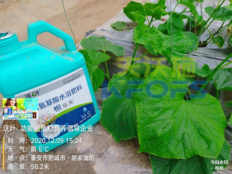 黃瓜生根肥用什么好？