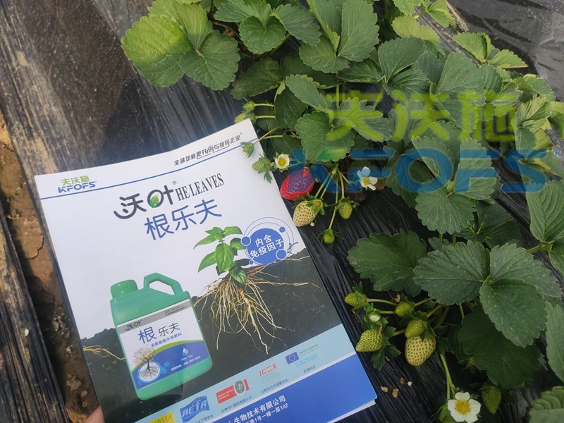 生根劑-草莓用沃葉根樂夫生根劑效果.jpg