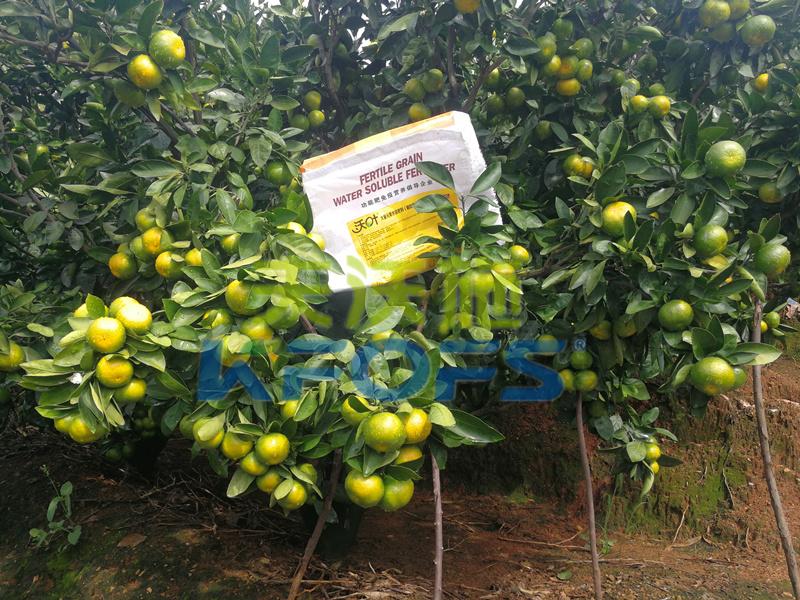 進口水溶肥，柑橘種植戶都夸贊的是什么品牌？