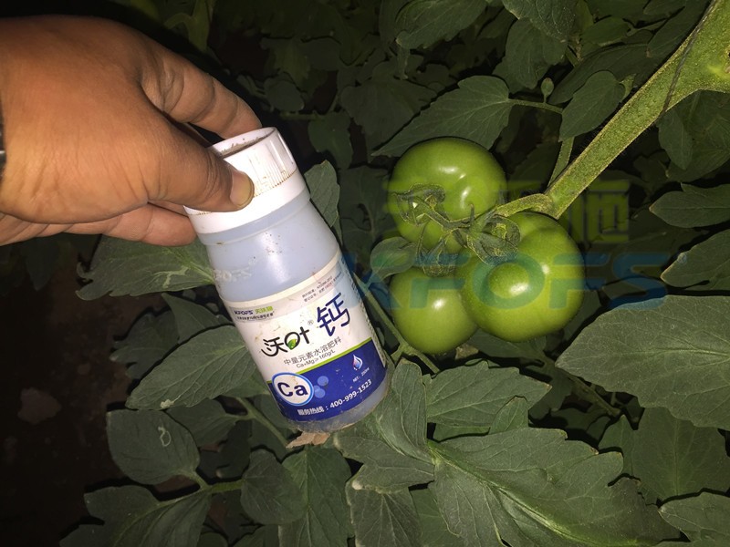水溶肥怎么用能讓番茄膨果好？
