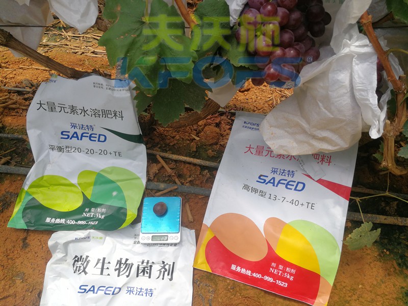 水溶肥這樣用，葡萄提前上市產(chǎn)量高！