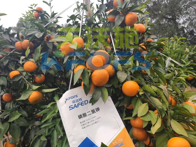 冷凍來襲，水溶肥在柑橘上的防凍措施，不看虧大了！