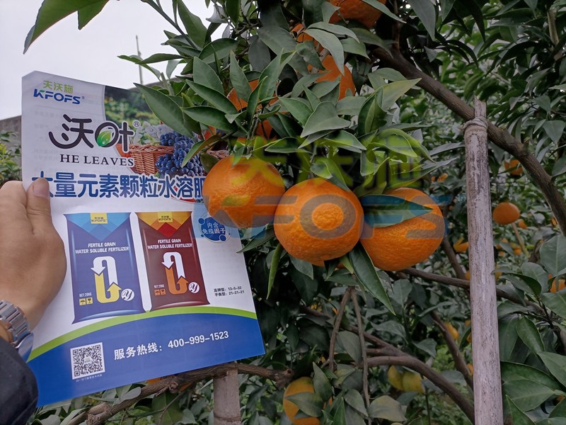 柑橘水溶肥哪個牌子好？這款獲稱贊