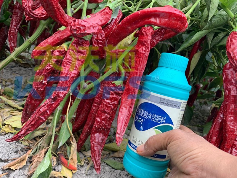 辣椒保花保果葉面肥，劉大哥只選沃葉