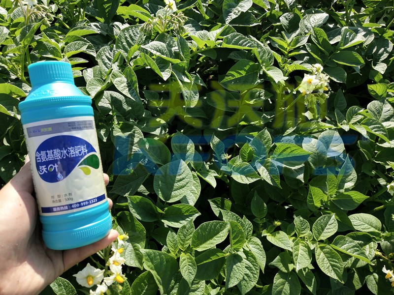 水溶肥防寒抗凍套餐，種植者值得一看！