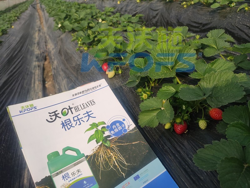 水溶肥品牌，沃葉為何頻頻入選？