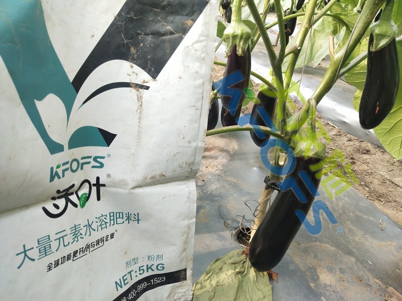 氨基酸水溶肥哪家好,聽李經(jīng)理怎么說(shuō)