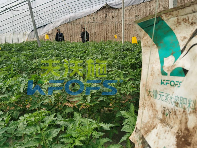 沃葉水溶肥，為什么能給你不一樣的驚喜？