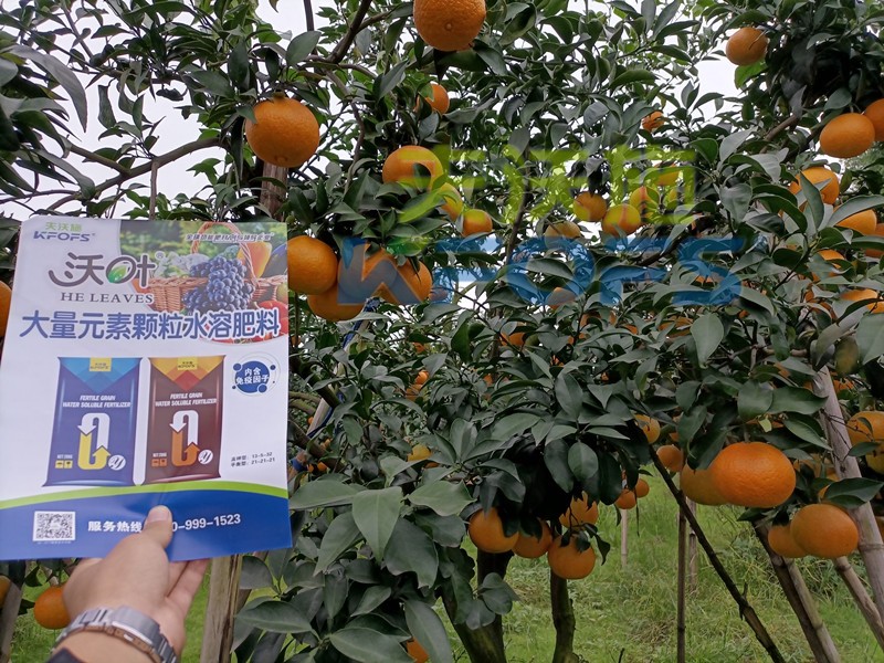 水溶肥價(jià)格多少能夠讓種植者接受？