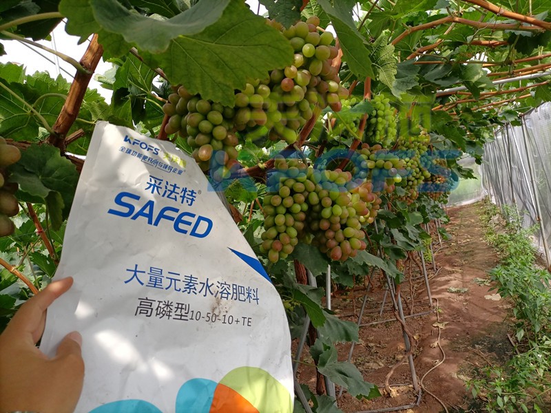 大量元素水溶肥取消登記？怎么辨別好壞？