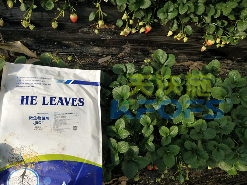 爆炸性新聞：草莓園老板瘋了？就是因?yàn)橛昧诉@款水溶肥！