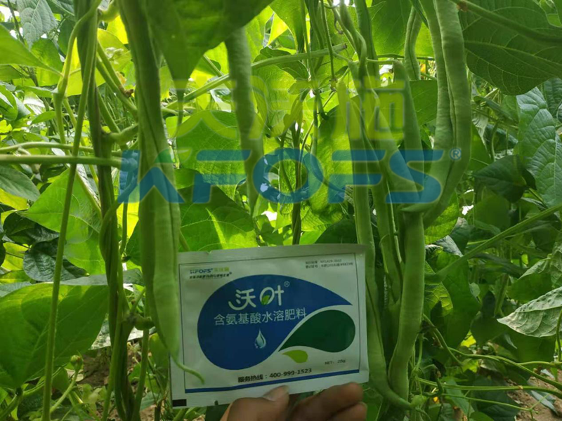 什么是含氨基酸水溶肥料，你選擇對了嗎？？？