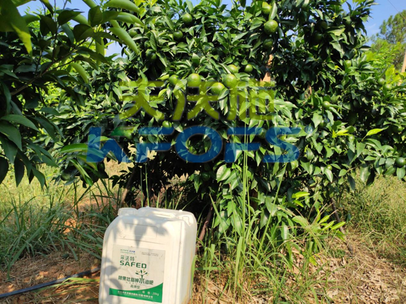 果樹使用哪種水溶肥能安全過冬？