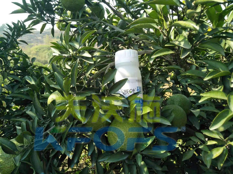 使用硼肥對植物有哪些好處？