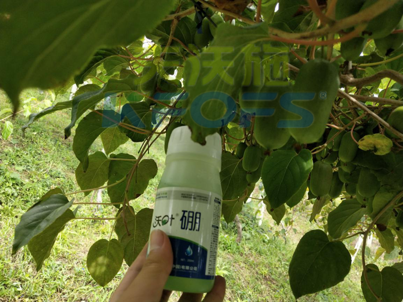 給農(nóng)作物施用硼肥需要注意什么？